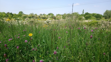 Planning | Essex Wildlife Trust